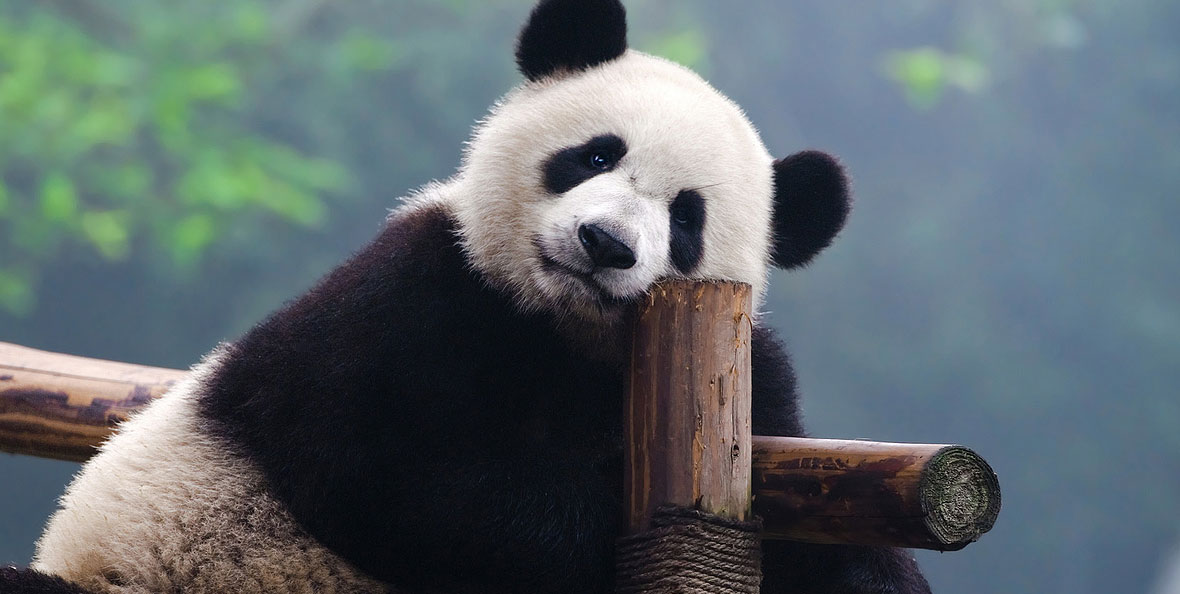 Sauvez Les Panda Géants : Étapes Critique