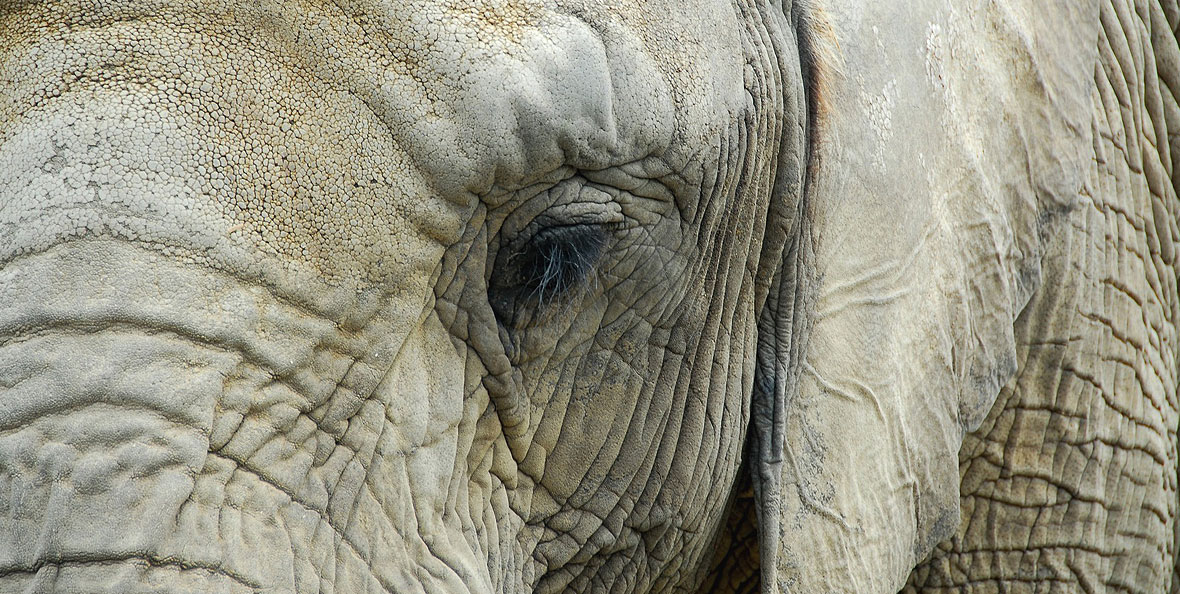 Sauvez la population d'éléphants avec des moyen concrets
