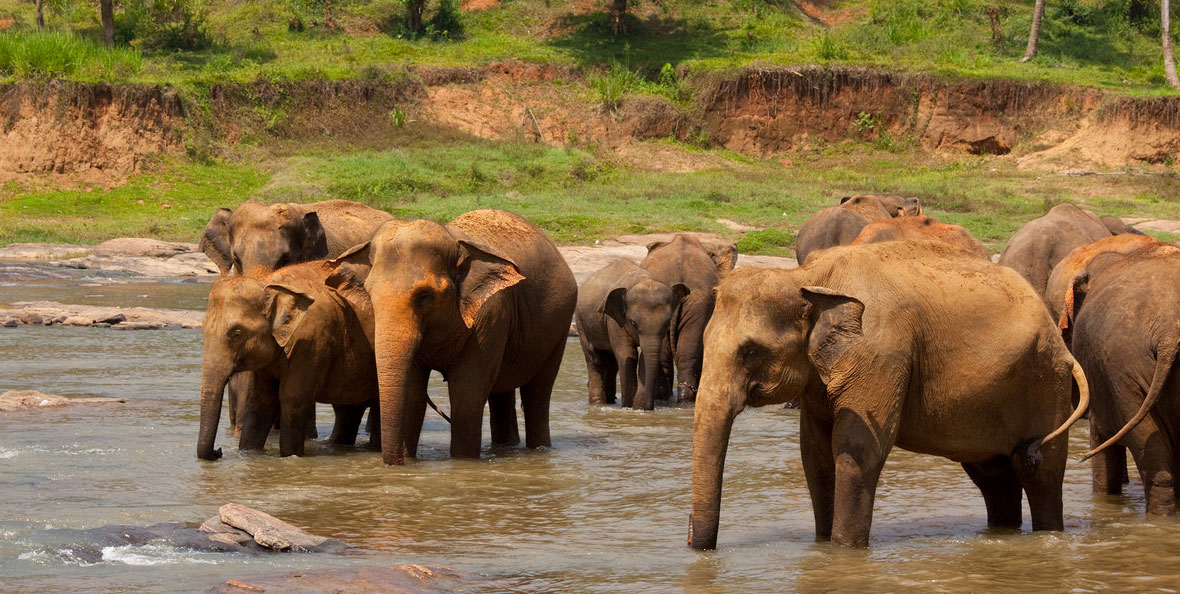 Save the Elephants works to sustain elephant populations
