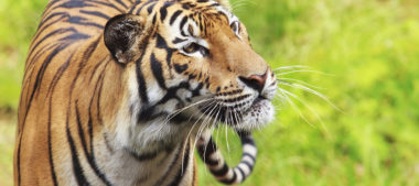 Combattez Pour Sauver Les Dernier Tigre Sumatran