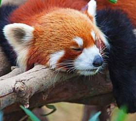 Missing red panda from National Zoo found in DC