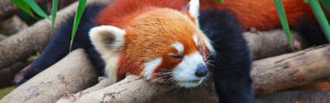 Missing red panda from National Zoo found in DC