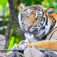 Combattez Pour Sauver Les Dernier Tigre Sumatran