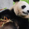 Sauvez Les Panda Géants : Étapes Critique