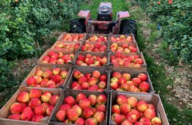 Российские садоводы попросили запретить импорт яблок из Молдавии